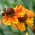 Helenium 'Mardi Gras' Sneezeweed or Helen's flower