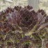 Sempervivum 'Black'