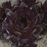 Sempervivum 'Peggy'