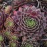 Sempervivum 'Peggy'