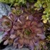 Sempervivum 'Peggy'