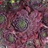 Sempervivum 'Peggy'