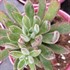 Echeveria 'Setosa Arrow'