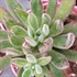 Echeveria 'Setosa Arrow'