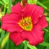 'Pardon Me' Daylily