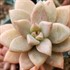 Graptosedum ‘California Sunset’ 