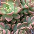 Graptosedum ‘California Sunset’ 