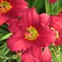 'Pardon Me' Daylily