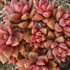 Graptosedum Vera Higgins