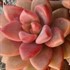 Graptosedum Vera Higgins