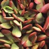 Small Red Carpet Stonecrop Crassula radicans