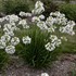 Agapanthus 'Galaxy White' Galaxy Collection