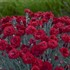 Dianthus 'Maraschino' FRUIT PUNCH® Series