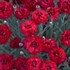 Dianthus 'Maraschino' FRUIT PUNCH® Series