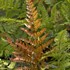 Fern 'Brilliance'