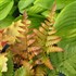 Fern 'Brilliance'