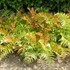 Fern 'Brilliance'
