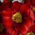 'Funny Valentine' Daylily