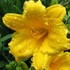 'Stella De Oro' Daylily