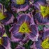 Hemerocallis 'Storm Shelter' RAINBOW RHYTHM® Collection