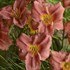 'Rosy Returns' Daylily