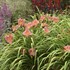 'Rosy Returns' Daylily