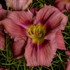 'Rosy Returns' Daylily
