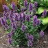 Agastache POQUITO Dark Blue