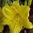 'Happy Returns' Daylily