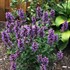 Agastache POQUITO Dark Blue