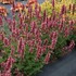 Agastache POQUITO™ Lavender