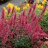 Agastache ‘Morello’