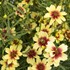 Coreopsis Satin & Lace `Peach Sparkle'