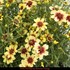 Coreopsis Satin & Lace `Peach Sparkle'