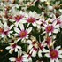 Coreopsis Satin & Lace™ Razzle Dazzle