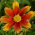 Coreopsis Li'l Bang™ Orange Elf