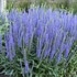 Veronica 'Blue Skywalker'