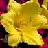 'Happy Returns' Daylily