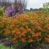 Coreopsis verticillata 'Crazy Cayenne' SIZZLE & SPICE® Series