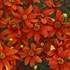 Coreopsis verticillata 'Crazy Cayenne' SIZZLE & SPICE® Series
