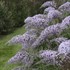 Buddleia 'Grand Cascade' Cascade Collection