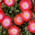 'Grenade' Ice Plant