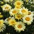 ‘Goldfinch’ Shasta Daisy