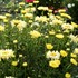 ‘Goldfinch’ Shasta Daisy