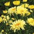 ‘Goldfinch’ Shasta Daisy
