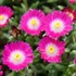 Delosperma Jewel of Desert 'Amethyst'