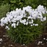 Phlox 'Fashionably Early Crystal' Fashionably Early Series