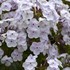Phlox 'Fashionably Early Crystal' Fashionably Early Series