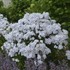 Phlox 'Fashionably Early Crystal' Fashionably Early Series