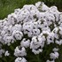 Phlox 'Fashionably Early Crystal' Fashionably Early Series